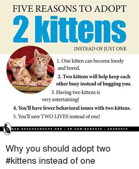 Should I adopt 2 or 3 kittens?