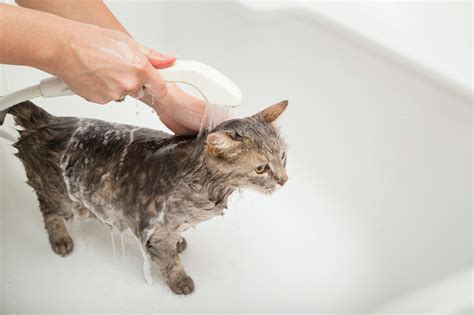 Should I bathe my cat before surgery?