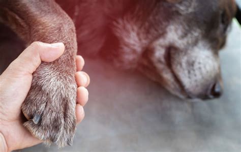 Should I be with my pet during euthanasia?