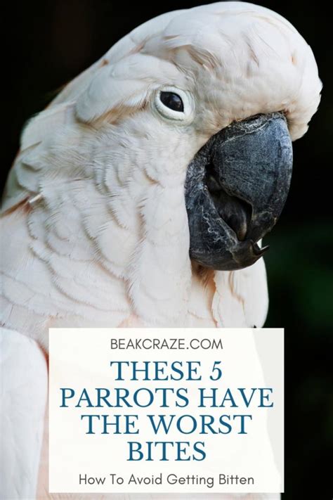 Should I be worried if a parrot bites me?