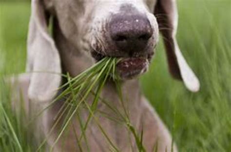 Should I be worried if my dog eats grass and throws up?