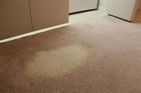 Should I bleach my carpet?