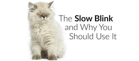 Should I blink slowly at my cat?