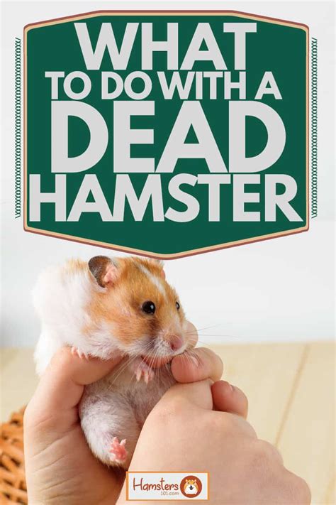 Should I bury my dead hamster?