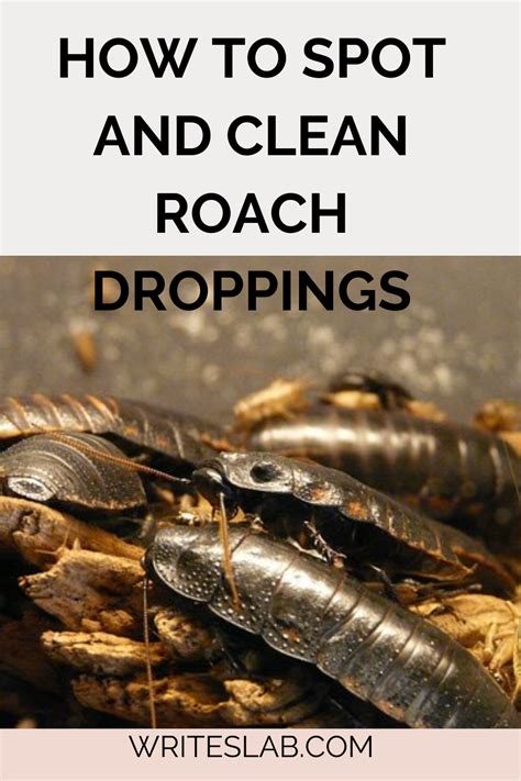 Should I clean roach poop?