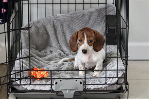 Should I crate my dog when I leave the house?