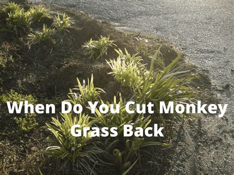 Should I cut back monkey grass?