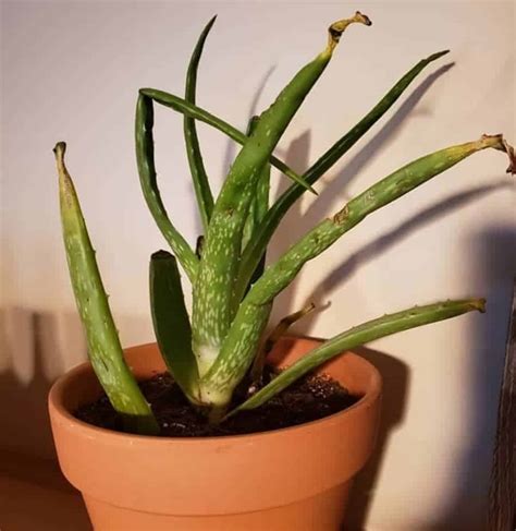 Should I cut the brown tips off my aloe plant?