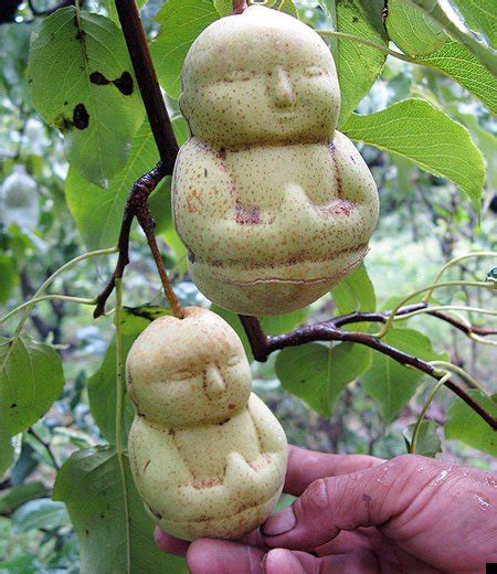 Should I eat Buddha fruit?