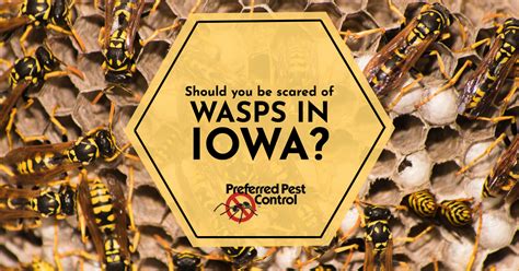 Should I fear wasps?