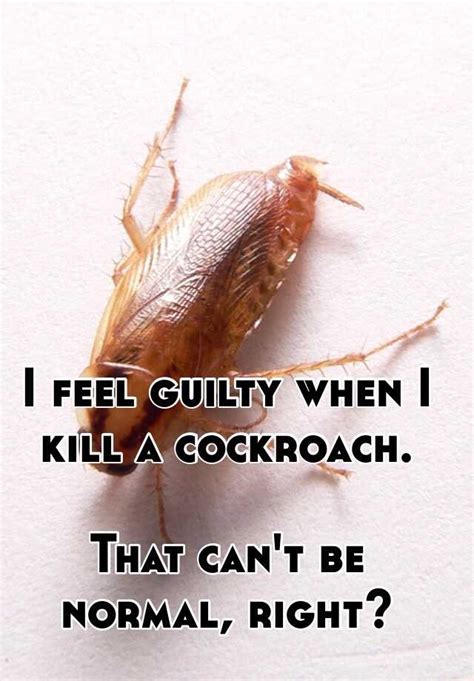 Should I feel guilty for killing a cockroach?