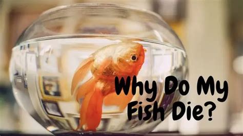 Should I feel guilty for my fish dying?