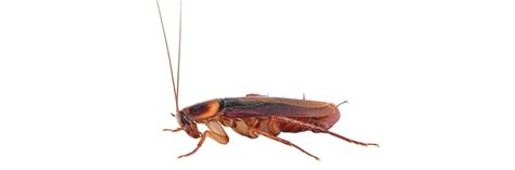 Should I freak out if I find one cockroach?