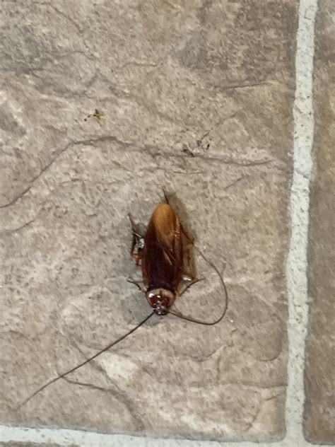 Should I freak out if I see a cockroach?