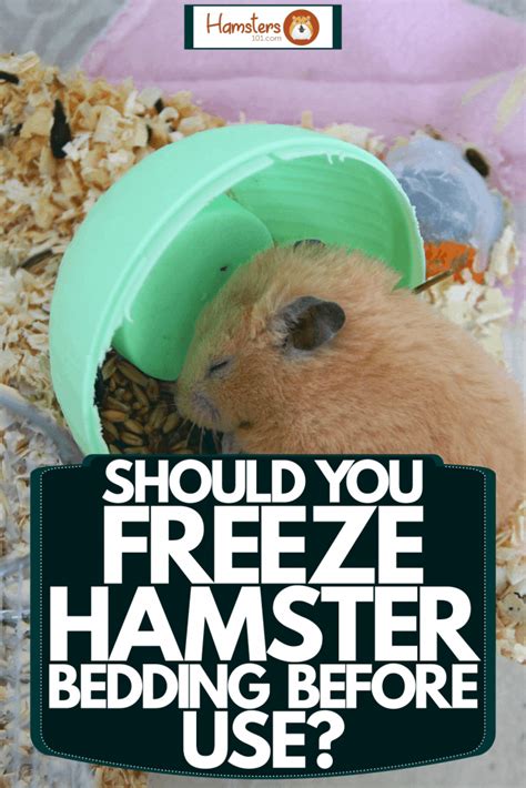 Should I freeze hamster bedding?