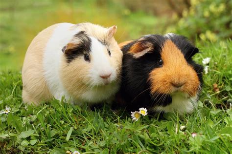 Should I get 2 guinea pigs or 1?