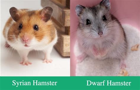 Should I get a Syrian or dwarf hamster?