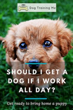 Should I get a dog if I work all day?