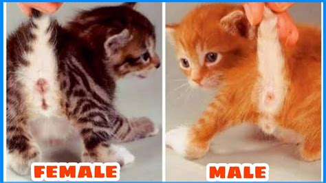Should I get a male or female cat?