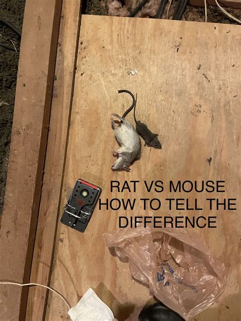 Should I get a rat or a mouse?