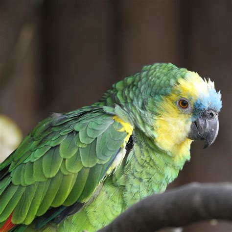 Should I get an Amazon parrot?