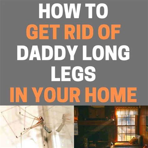 Should I get rid of daddy long legs?