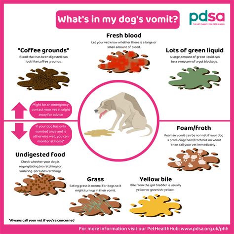 Should I give my dog water after vomiting bile?