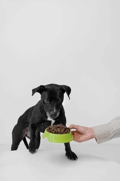 Should I heat up my dogs food?