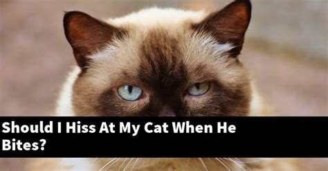 Should I hiss at my cat when he bites?