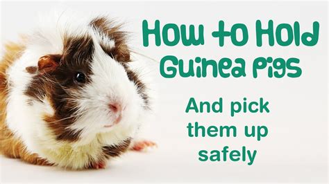 Should I hold my guinea pig everyday?
