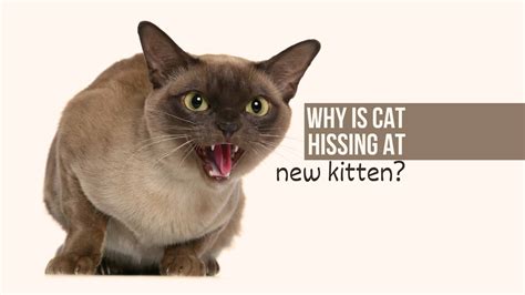 Should I ignore a hissing cat?