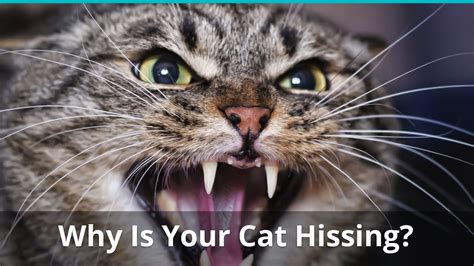 Should I ignore my cat hissing?