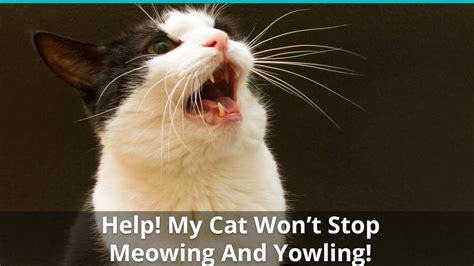 Should I ignore my cat meowing for attention?