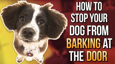 Should I ignore my dog barking at the door?