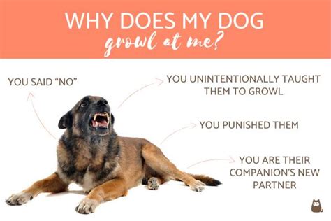 Should I ignore my dog if he growls?