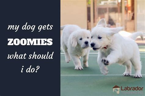 Should I ignore my dog zoomies?