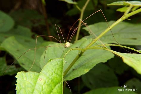 Should I keep Daddy Long Legs in my house?