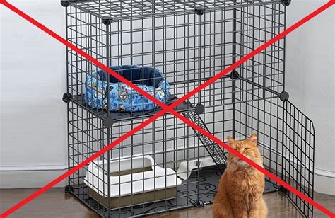Should I keep my kitten in a cage at night?