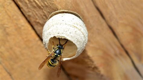 Should I kill a queen wasp?