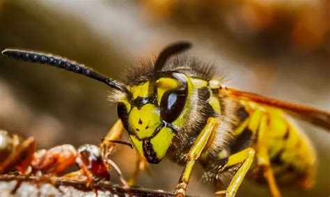 Should I kill a queen yellow jacket?