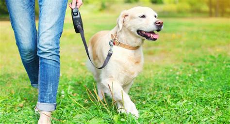 Should I leash my dog at home?
