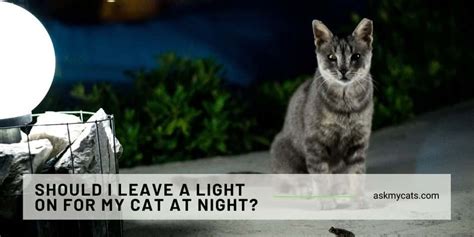 Should I leave a light on for my new cat at night?