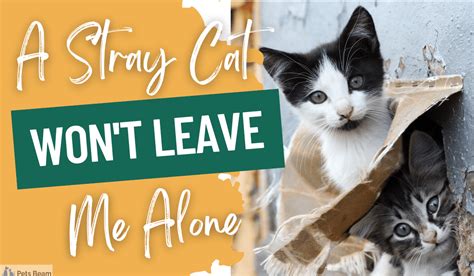Should I leave a stray cat alone?