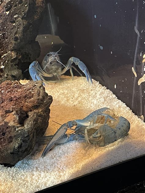 Should I leave crab molt in tank?