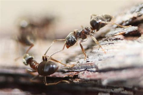 Should I leave dead ants?