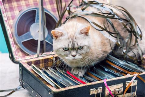 Should I leave music for my cat?