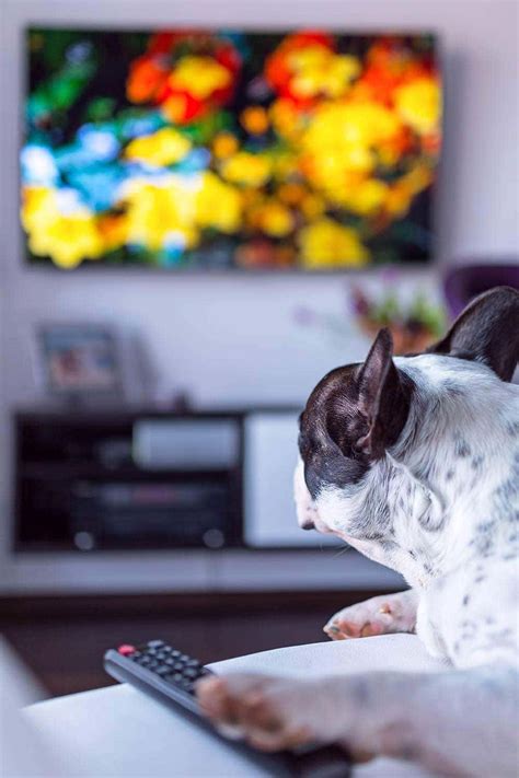 Should I leave my TV on for my dog?