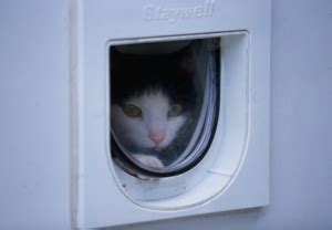 Should I leave my cat flap open at night?