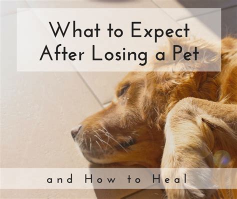Should I leave my grieving dog alone?