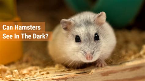 Should I leave my hamster in the dark?